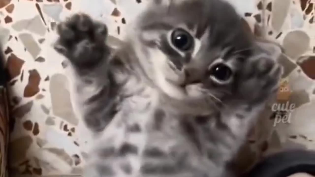 #cat #cut #pet #funny #video