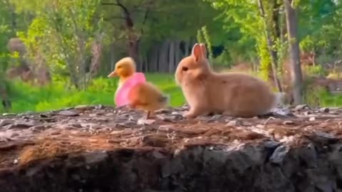 Tell me who will win this race