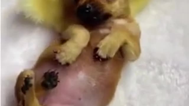 Cute Animals | Funny Animal Videos | Cute Animal Videos | So Cute Dog 22 😘 #shorts