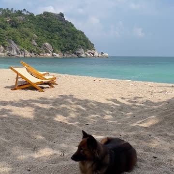 Video of a Dog on Beach