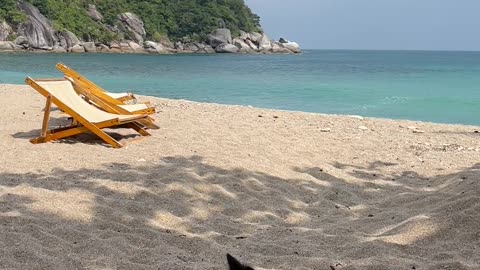 Video of a Dog on Beach
