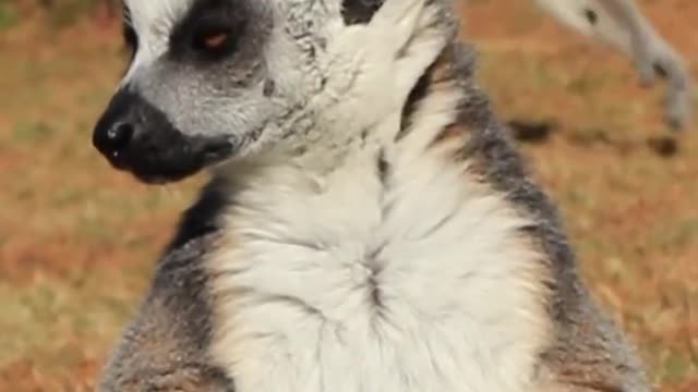 The lemur