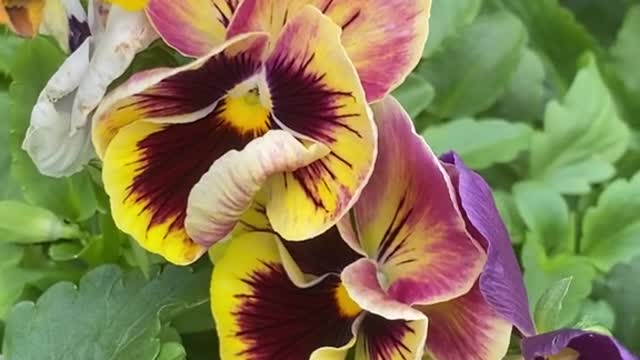 Pansies look so good in a fall planter!! Come grab a few! Open 9-5 today