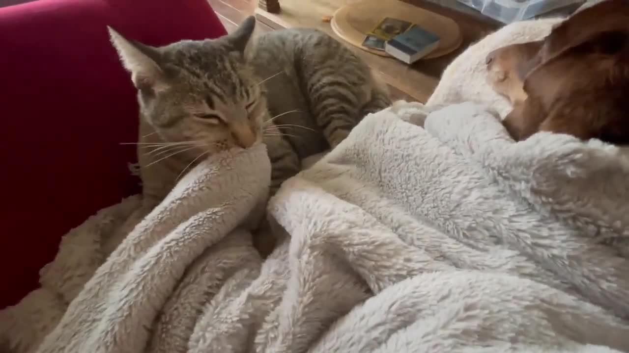 Dog gets a thorough massage from feline friend