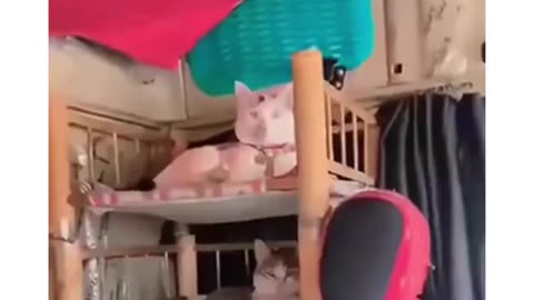 Funny and Cute Cats Videos #408