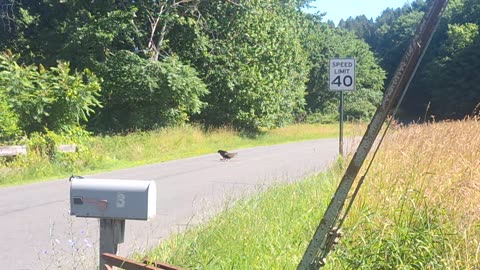 2 turkey vultures enjoying some road kill.