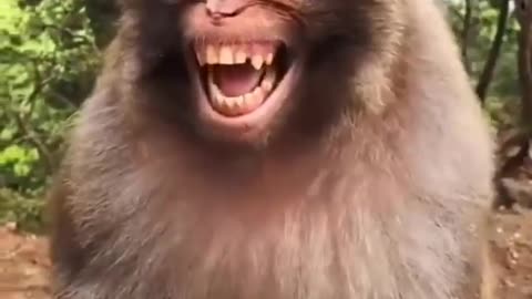 Hilarious Monkey laughing | clean editing