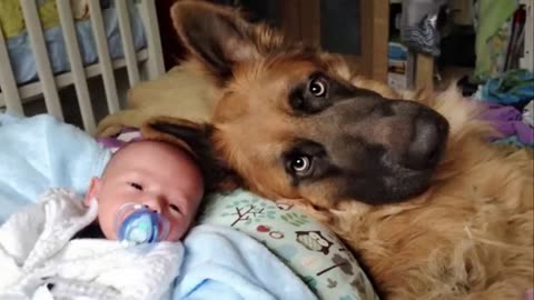 When your dog becomes a big brother - Cute Moments Dog and Human