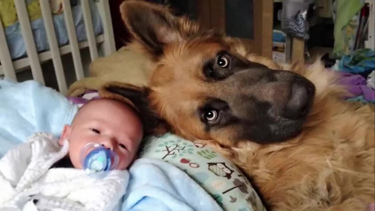 When your dog becomes a big brother - Cute Moments Dog and Human