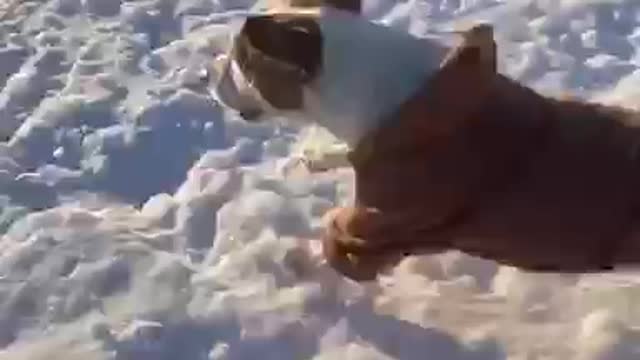 Jack Russell races his sledding owner down a snowy hill | LADbible