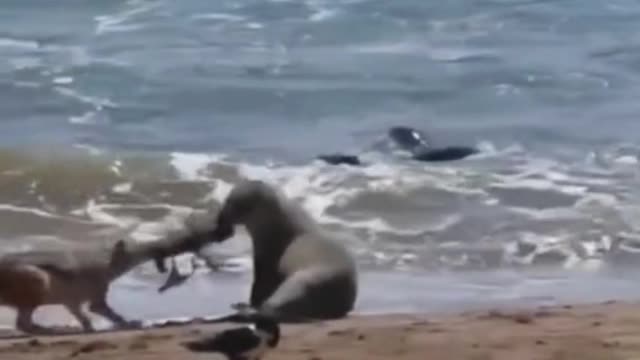 Is this a seal and a Wolf fighting for food?