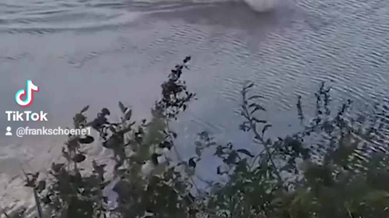 alligator vs. human