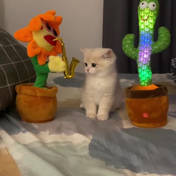 Kitty 🐈🐈🐈🐾🐾 funny cats