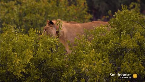 Incredible: Five Lions Take Down a Giraffe