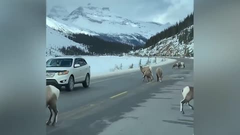 ¡¡¡ Estas CABRAS de montaña Desafían a la MUERTE !!!3