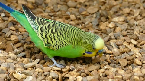 Budgerigar Bird Parrot