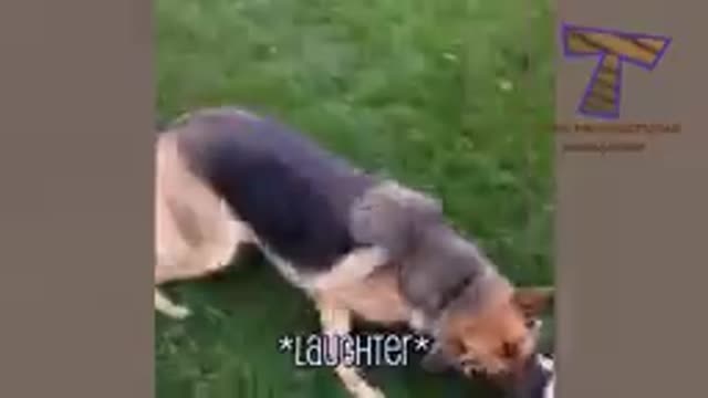 Hilarious dogs