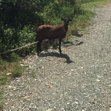 DEM NUH TOO SWIM DEM NAW LIKE BEACH