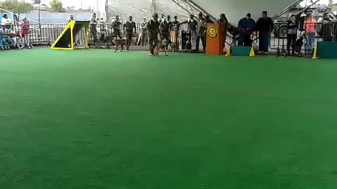Policla military deemostracion deadiestramiento canino