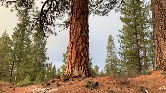 Exploring the Pine Volcanic Zone – Central Oregon – Edison Sno-Park