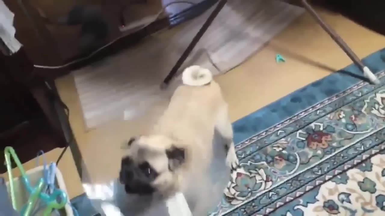 TOP 10 dog barking videos compilation 2016 Dog barking sound - Funny dogs