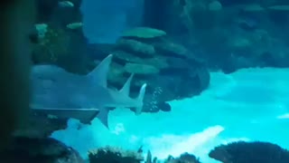 Sawfish Swimming Past