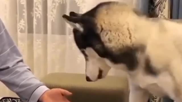 Dog Magic Tricks Reaction