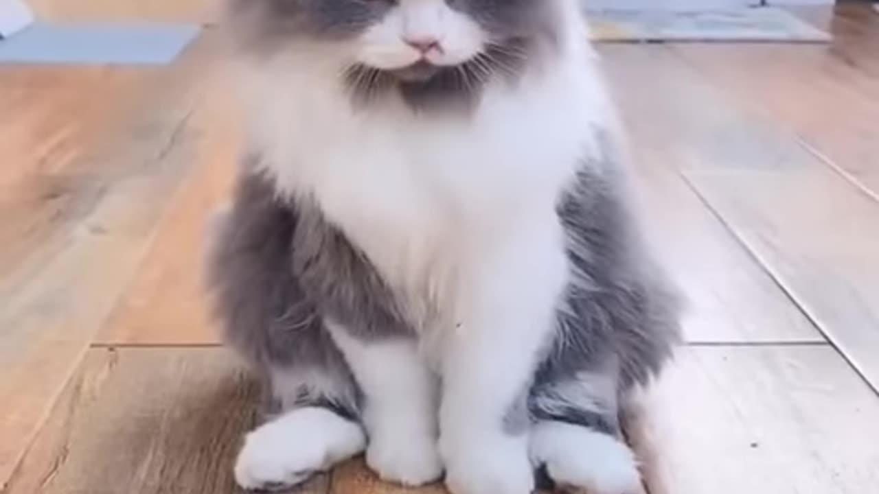 New Funny Videos | Cutest Cats and Dogs