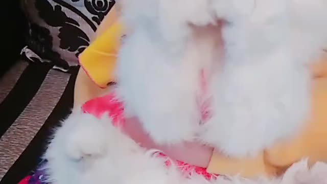 funny cat video