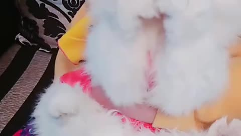 funny cat video