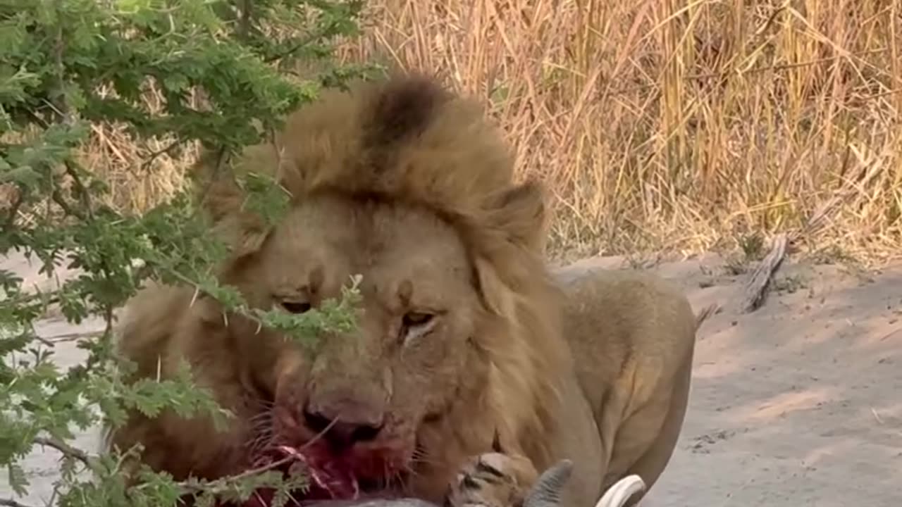 Lion enjoying his warthog meal