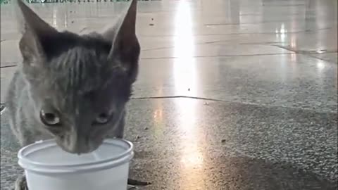 Live Madina cute cate drinking water