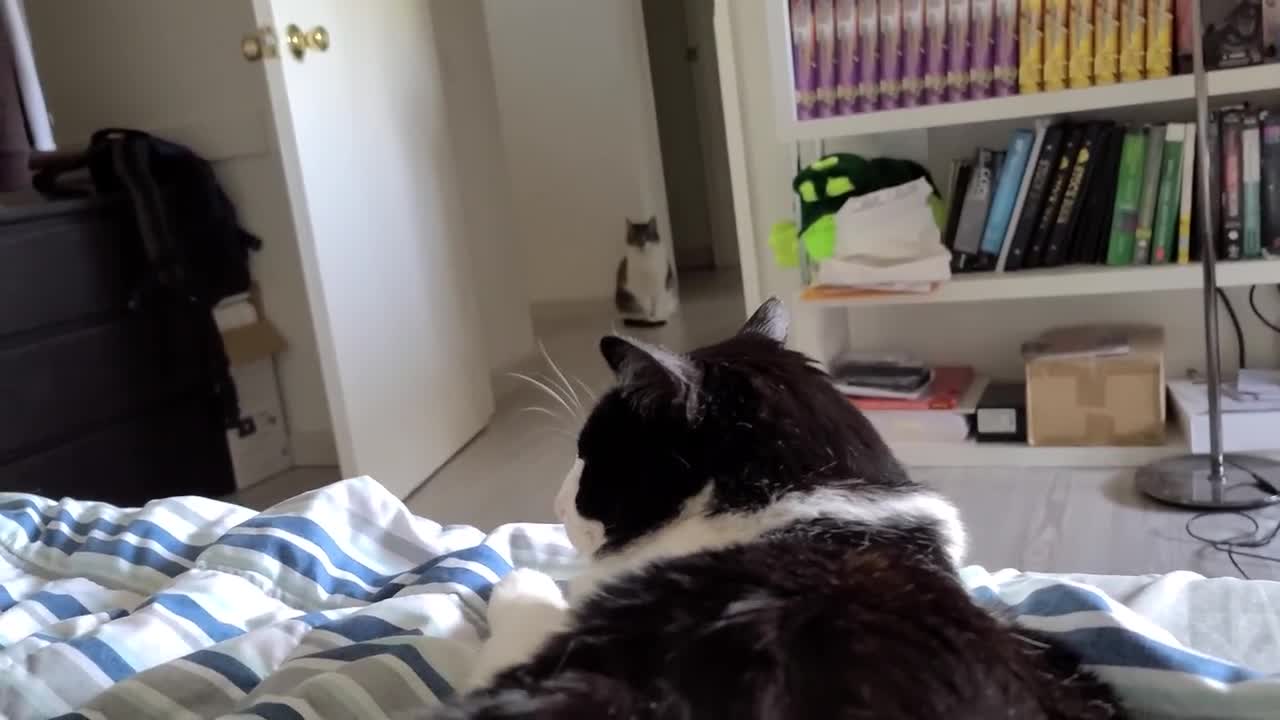 When your cat gets jealous