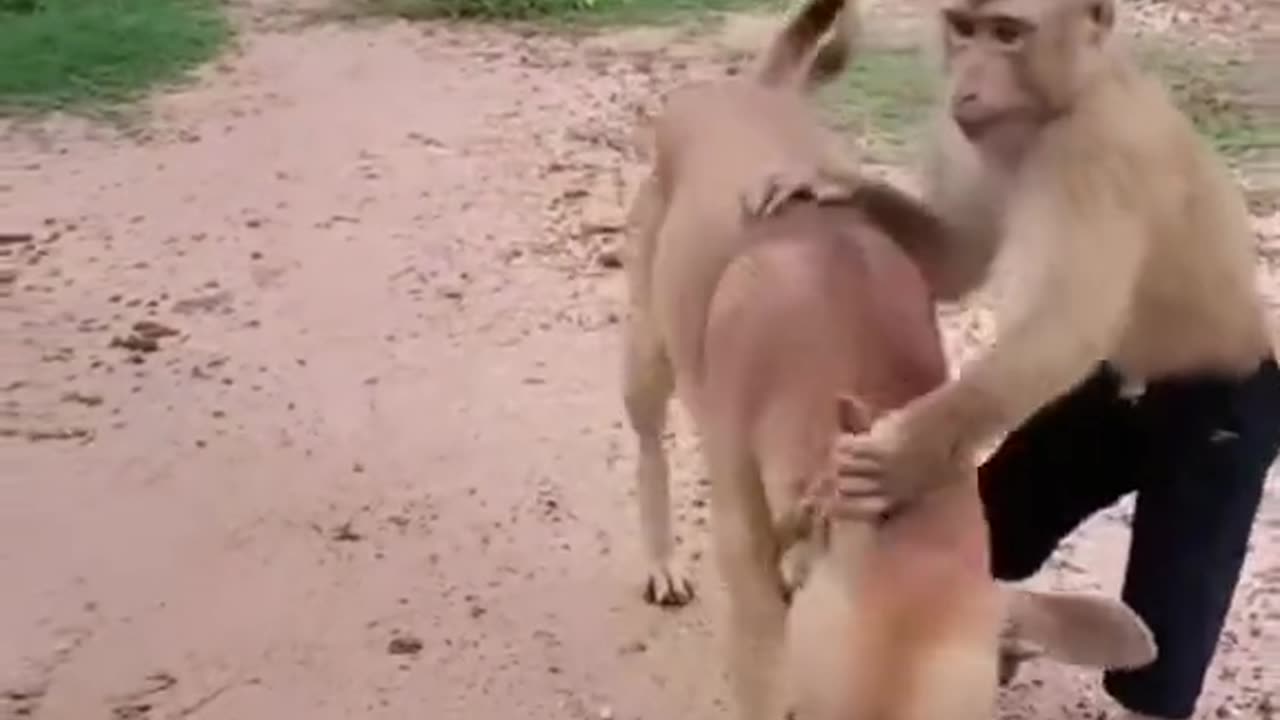 Funny animals