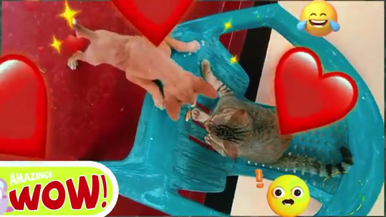 Crazy Funny animals videos