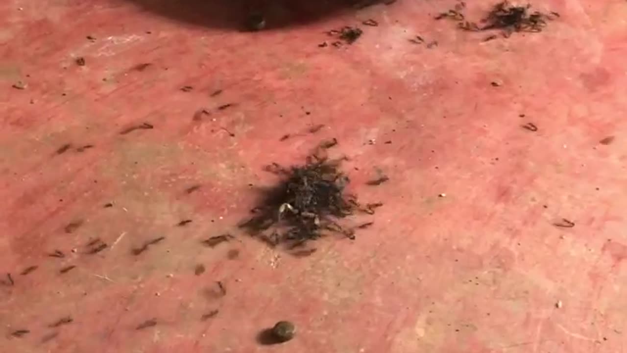 Ants vs Scorpion..
