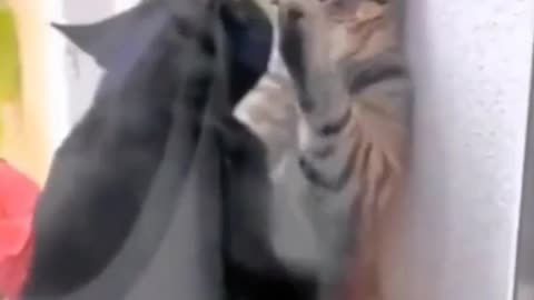 😍💕 Cute Cat Funny Romance scene 😂 & Curiosity