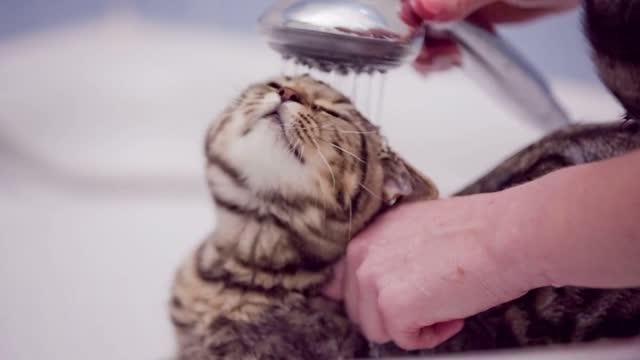 Washing cat head under shower close up