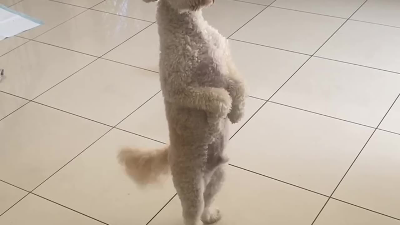 Dancing Toby Poodle