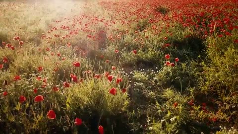 Captivating Blossoms: A Floral Symphony in HD