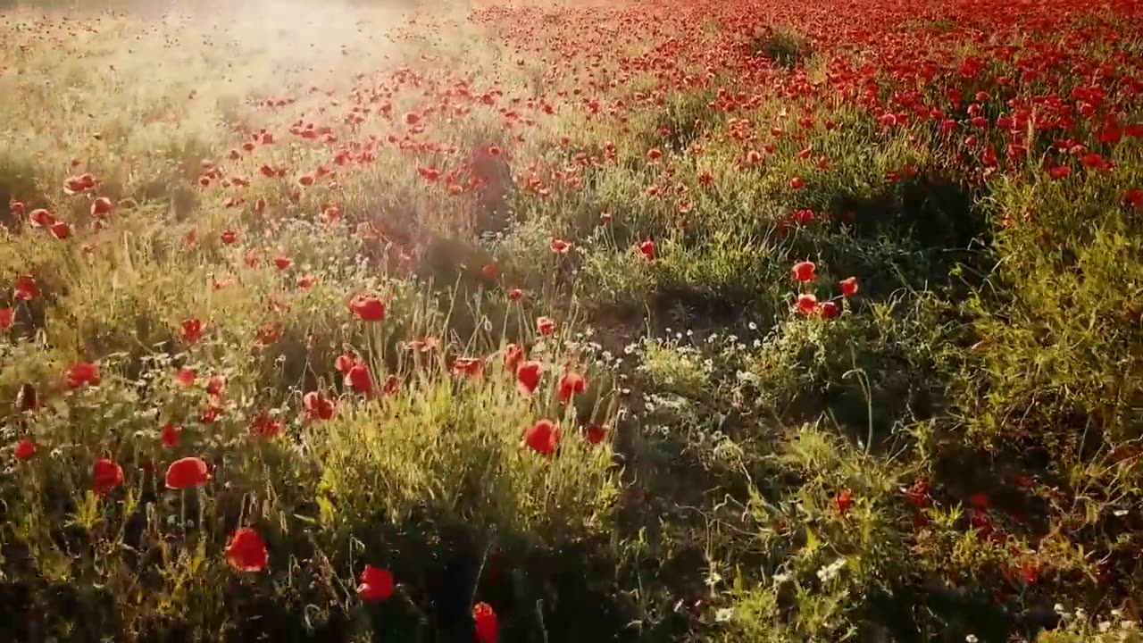 Captivating Blossoms: A Floral Symphony in HD