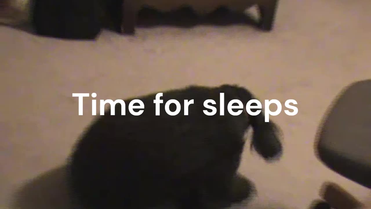 Cute dog sleeps in 3. 2, 1 I'm out.