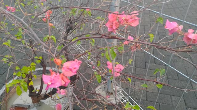 Pink Leaf Flower in the Yard