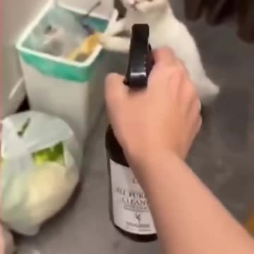 Fanny cat videos | kitty cat video | Cute cat videos |