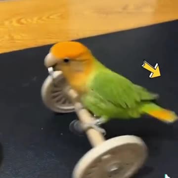 smart and funny love birds