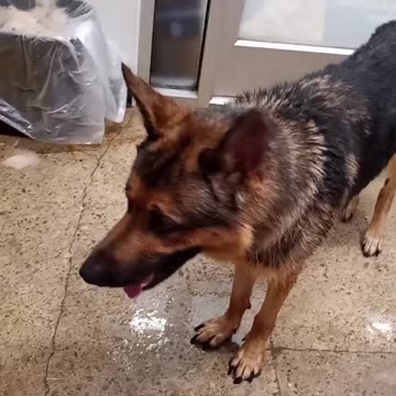 German shepherd at tractor supply!