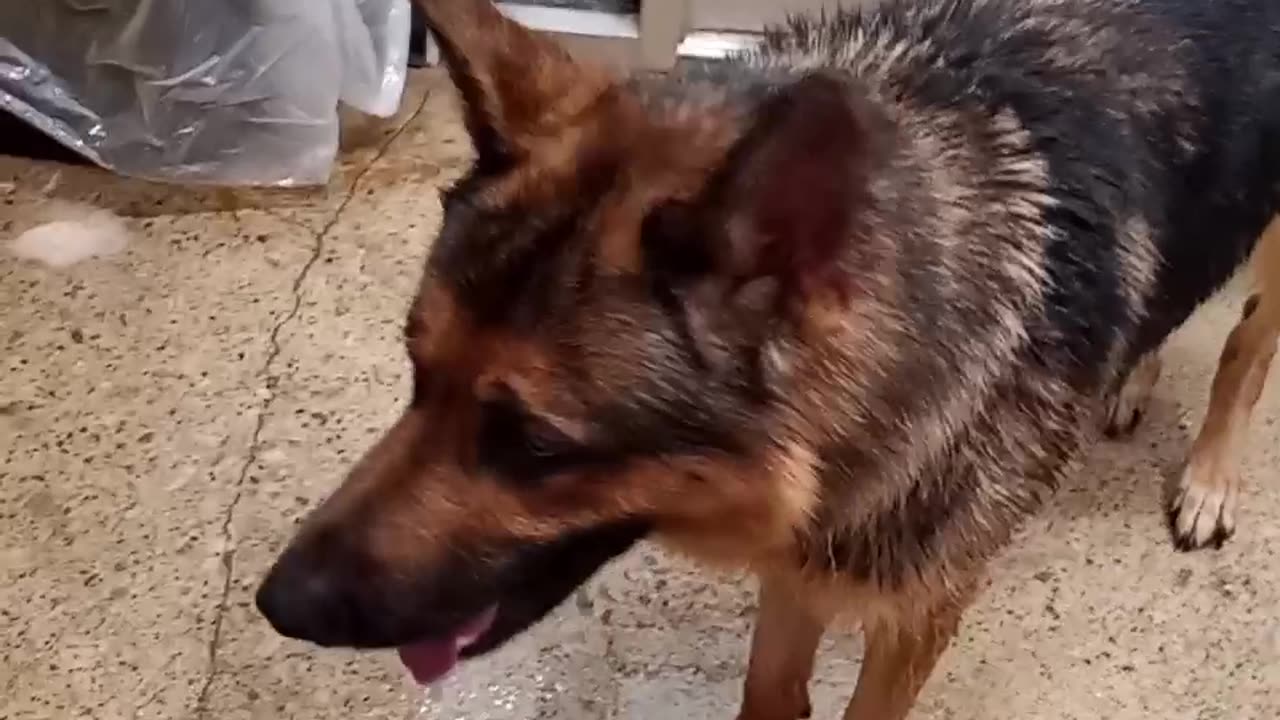 German shepherd at tractor supply!