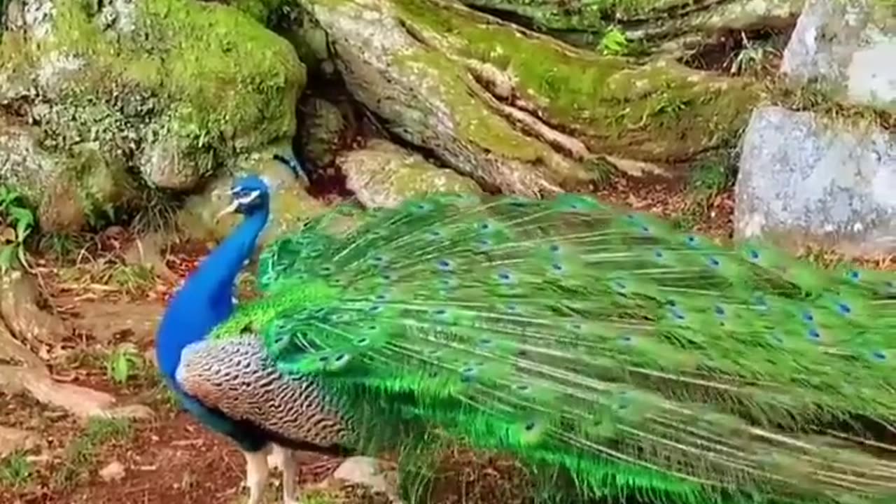 Some Rare & beautiful Birds