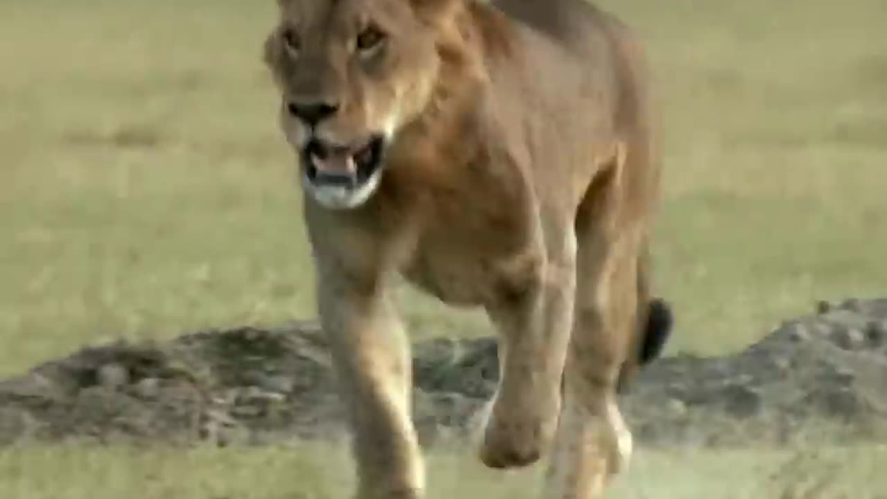 Three Adult Lions Fight Four Young Lions | Our World