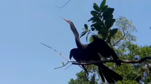 Bird feeding Sun catfish Darter Catching Fish